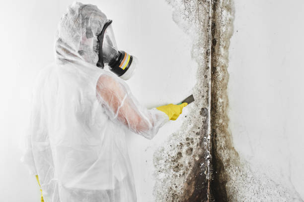 Best Mold Testing  in Merlin, OR