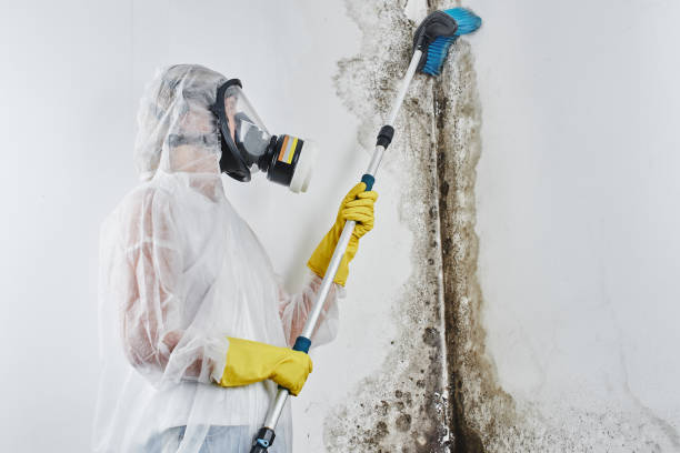 Best Fast Mold Removal  in Merlin, OR