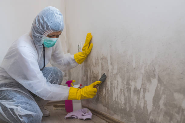 Best Toxic Mold Removal  in Merlin, OR