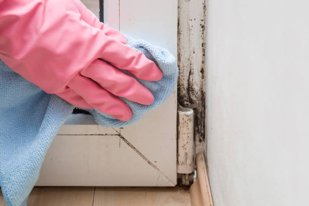 Best Professional Mold Removal  in Merlin, OR