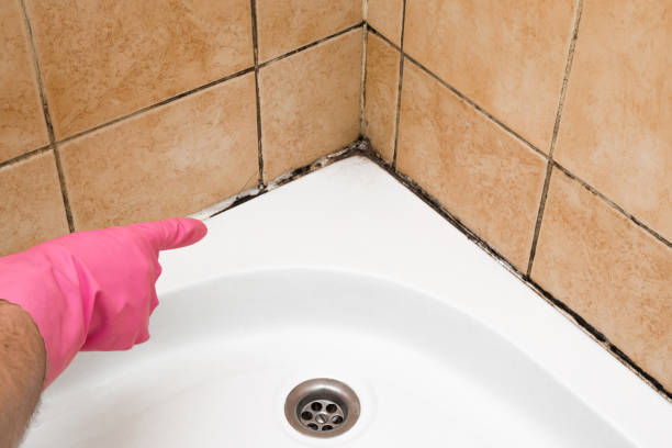 Best Affordable Mold Removal  in Merlin, OR