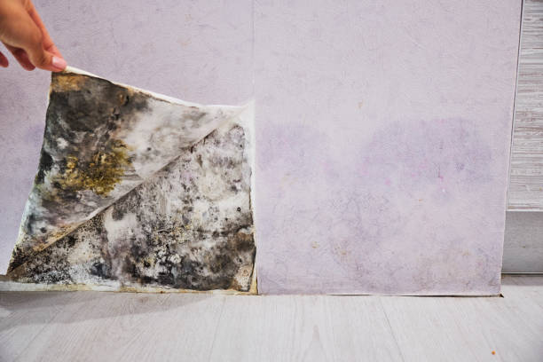 Best Water Damage Restoration  in Merlin, OR